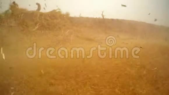斩断的茎飞在尘土飞扬的农民在背景沙漠村Khurirajasthan工作视频的预览图