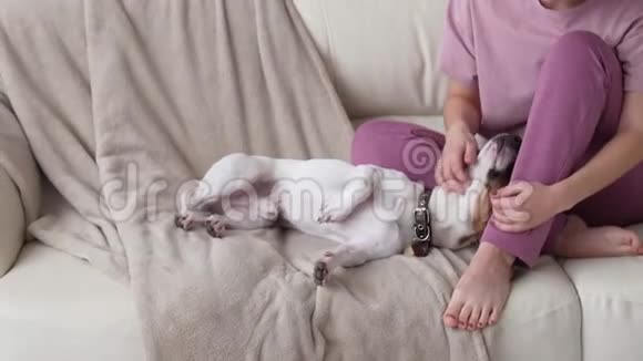 爱动物的概念快乐的女人在家里的沙发上抚摸她的杰克罗素猎犬视频的预览图