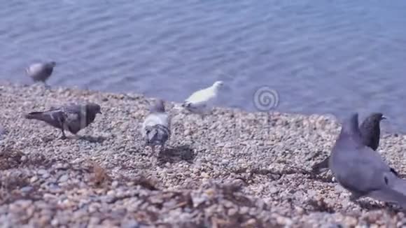 鸽子成群结队地在岩石海滩上行走在靠近水的海面上有鹅卵石视频的预览图
