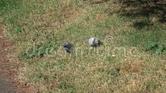 两只鸽子在草地上寻找食物视频的预览图