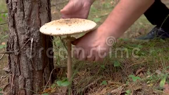蘑菇采摘机在森林里用刀切蘑菇针叶林中的食用蘑菇视频的预览图