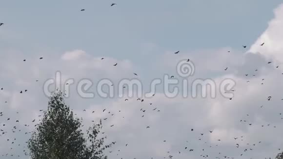 许多鸟在垃圾堆下飞翔视频的预览图