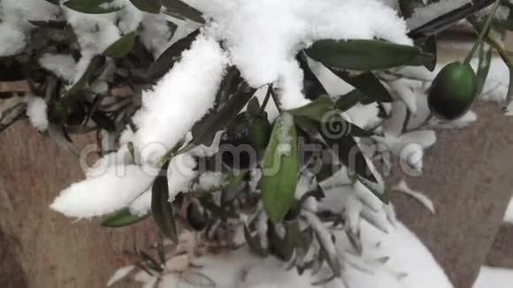 雪花中的橄榄视频的预览图