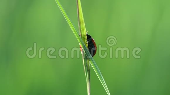 瓢虫爬到草叶上视频的预览图