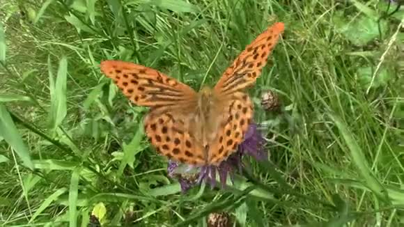 蝴蝶阿尔金尼斯帕菲亚在草地上的花朵上视频的预览图
