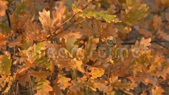 秋天的橡树在夕阳的秋日中落叶视频的预览图