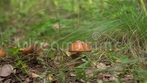 蘑菇采摘者用刀子在森林里切蘑菇黄色的牛肝菌针叶林中的食用蘑菇视频的预览图
