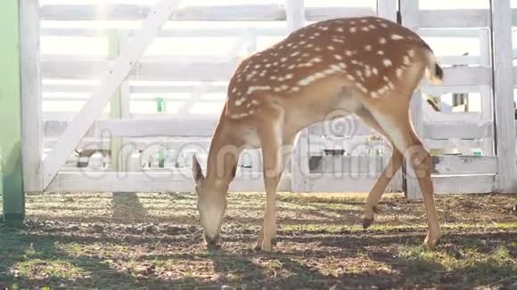 单鹿在动物园吃草视频的预览图