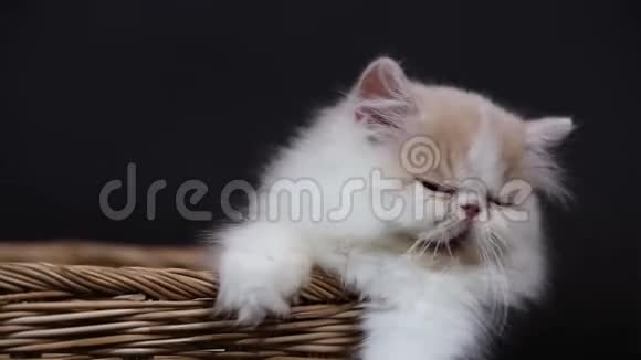 柳条篮子里可爱的小猫视频的预览图