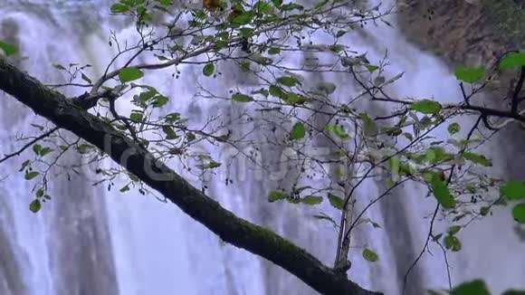 美丽的面纱前的绿叶瀑布从西班牙视频的预览图