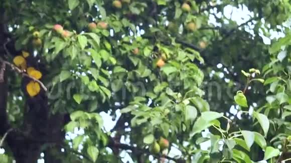 一个农村农场雨后果树上的熟梨农业景观视频的预览图
