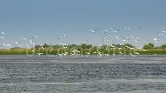 一群白色天鹅在飞行视频的预览图