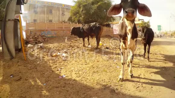 印度街上的小牛白白鹭正在清理公共学校附近垃圾中吃东西的公牛的脸视频的预览图