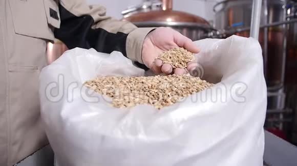 啤酒厂的概念手中的麦芽颗粒呈淡毛状啤酒的成分视频的预览图