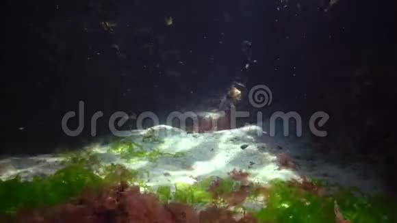 在海藻覆盖的石头之间的沙质海床上美丽的阳光视频的预览图