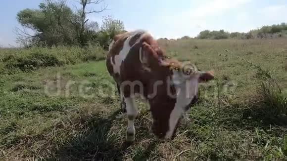 好奇的小牛一嘴伸手去拿草地后面的照相机视频的预览图
