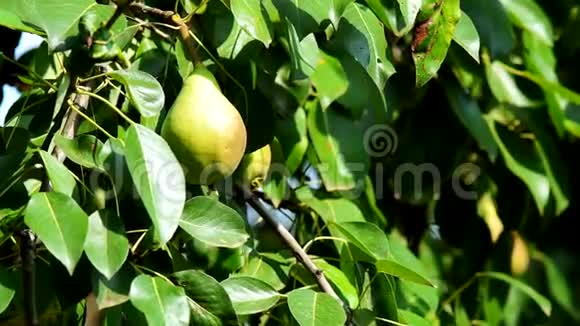 梨上树枝特写果实生长花园里的成熟水果有机产品视频的预览图