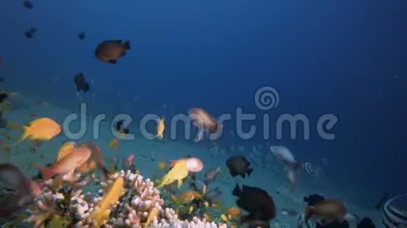 充满活力的珊瑚花园的水下鱼视频的预览图