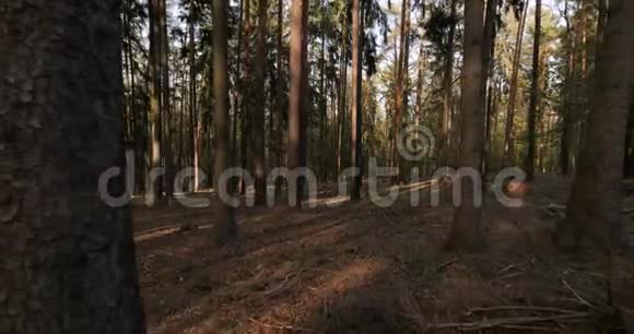 松树森林视频的预览图