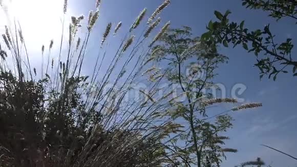 草原植物的丛丛在阳光的映衬下随风摇摆视频的预览图