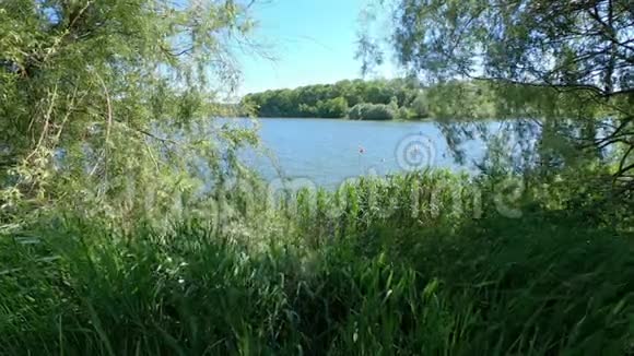 透过绿叶和芦苇从岸边看湖景视频的预览图