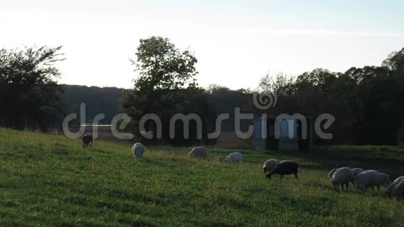 绵羊在野外觅食视频的预览图