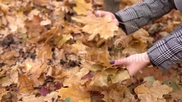 一个年轻的女人在秋天的森林里收集落叶双手合拢视频的预览图