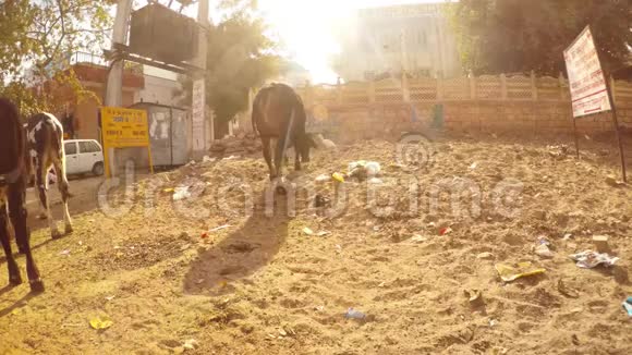 牛鹭清理牛脸牛犊摇尾巴垃圾围绕变压器单元后面的Jodhpu视频的预览图