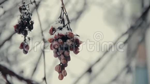一串冻僵的葡萄在冬天覆盖的雪下视频的预览图