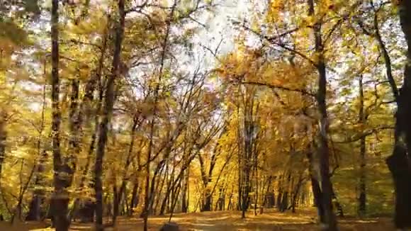 走过秋天的森林穿过明亮的五颜六色充满活力的金色秋天阳光明媚的园林视频的预览图