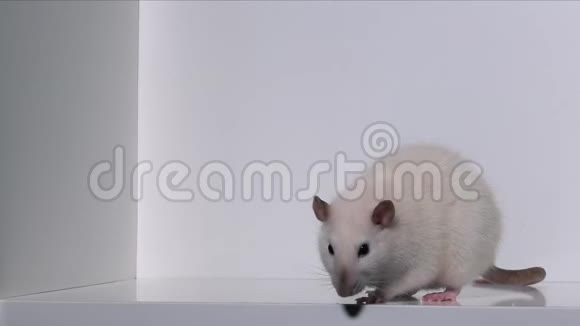 小白暹罗鼠洗爪子在白色背景上嗅闻象征中国2020年新年视频的预览图
