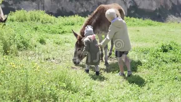 小女孩和她哥哥正在山上的一个农场里喂驴视频的预览图