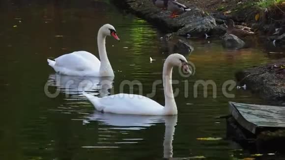 两只白色天鹅在岸边的池塘里视频的预览图