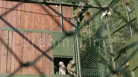 猕猴爬上艾斯特笼的网络视频的预览图