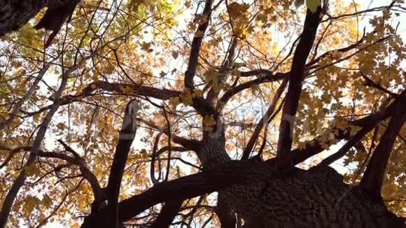 秋天森林里的一棵大树从上到下的全景图树上的黄叶视频的预览图