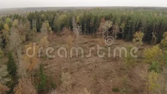 针叶林中砍伐树木视频的预览图