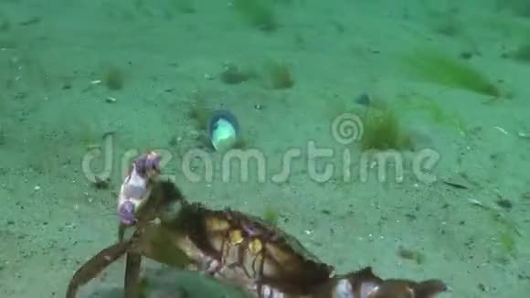 大青蟹猴面包树快速跑过沙滩攻击潜水员手指视频的预览图
