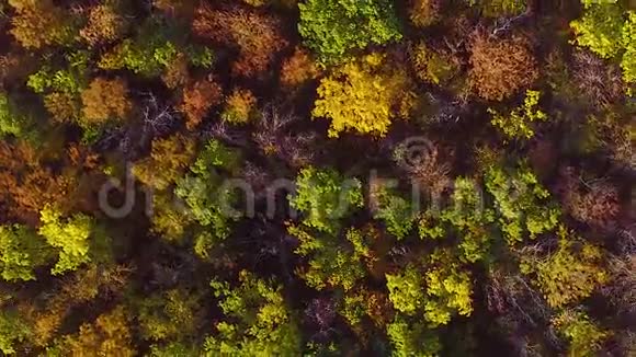 鸟瞰秋天森林的橙色树叶视频视频的预览图
