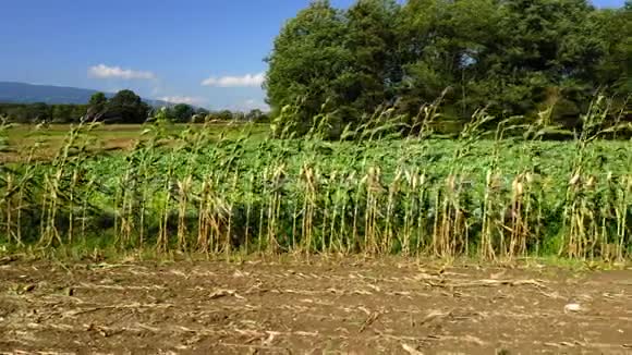 农田与玉米蔬菜和树木混杂在一起视频的预览图