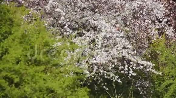 开花樱花梅和苹果树四月树枝摇摆视频的预览图