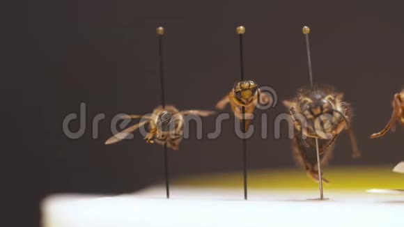 各种蜜蜂和黄蜂展示视频的预览图