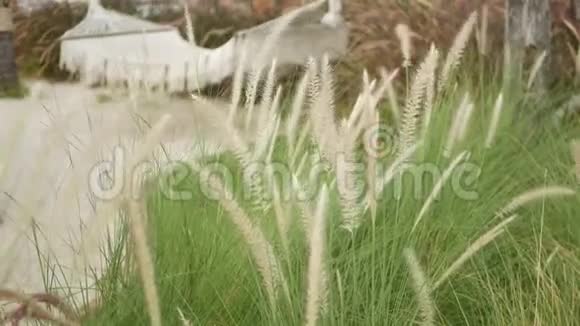 网眼复古时髦吊床挂在花园与高绿草在白天老式院子里的小穗子现代视频的预览图