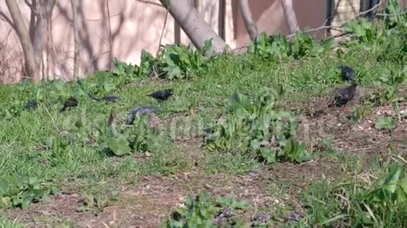 小黑野鸟在草地上吃种子在地上行走视频的预览图