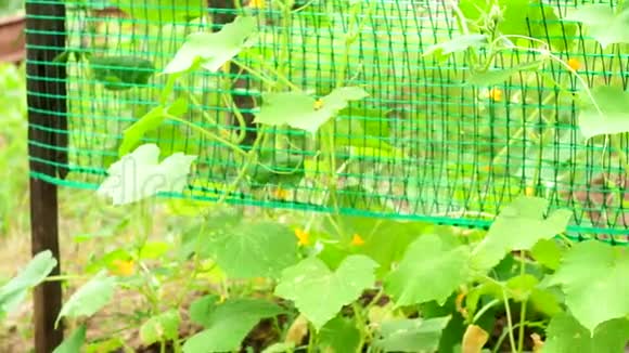 黄瓜的叶面蔬菜的生长视频的预览图