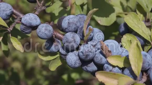 阳光明媚的秋天带蓝色水果的黑棘灌木视频的预览图