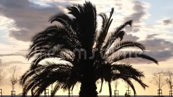 伊斯坦布尔日落时分一棵棕榈树在风中摇曳的剪影视频的预览图