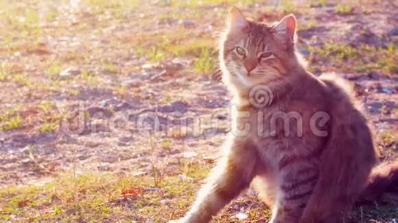 在一个阳光明媚的日子里一只慢动作的小猫在公园里瘙痒和清洁自己视频的预览图
