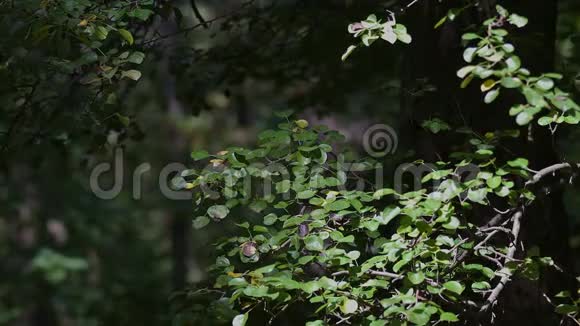 阳光明媚的一天欧洲野梨树在森林中的谐音片段视频的预览图