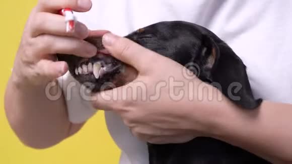主人小心地用黄色背景的动物专用刷子刷狗牙视频的预览图