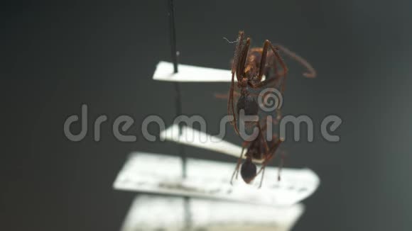 红色收割机蚂蚁展出视频的预览图